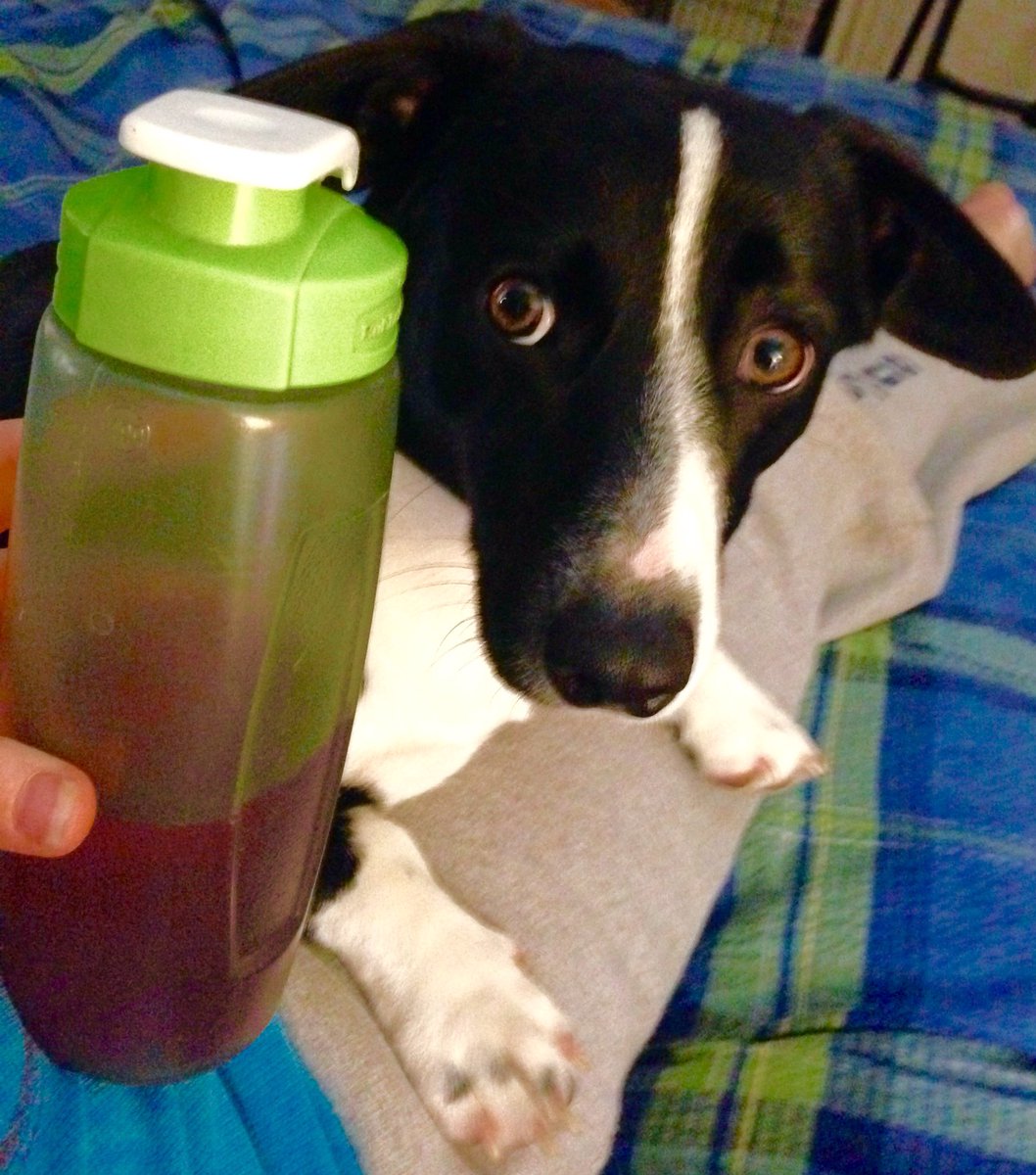 kimberlee_dobbs's tweet photo. Gru wants to know, have you had your pink drink today? #plexuspink #pinkdrinkpup https://t.co/l8A2xh0l6X