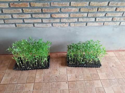 mariluleverberg's tweet photo. #TodosContraElDengue #Bop31 #LosHelechos recibió plantines #crotalaria y prepara para su cultivo #esfuerzoCompartido https://t.co/J3yf1Sy0l9