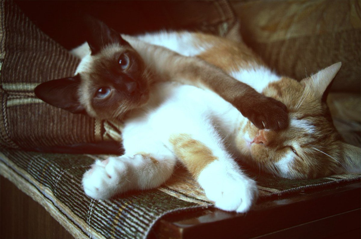 KitNipBox's tweet photo. "But Mom... he started it!"
{via https://t.co/6hU6TAl09B} #Fursiblingproblems #Sillykitties #KitNipBox https://t.co/Nhi6FDJT2K