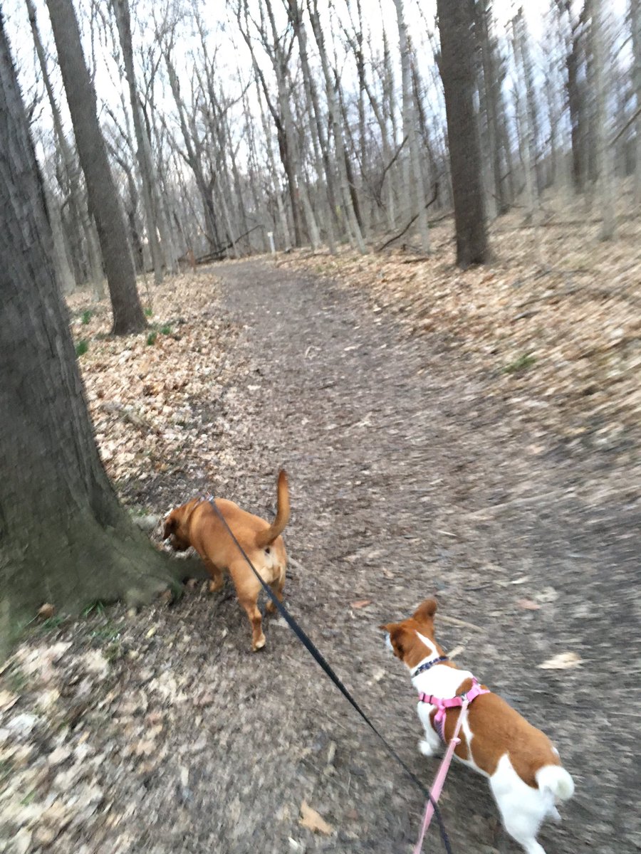 kristianesilva's tweet photo. Little hunters slowing us down. #RitcheyWoods #Step2Give https://t.co/uTlF4N3KHv