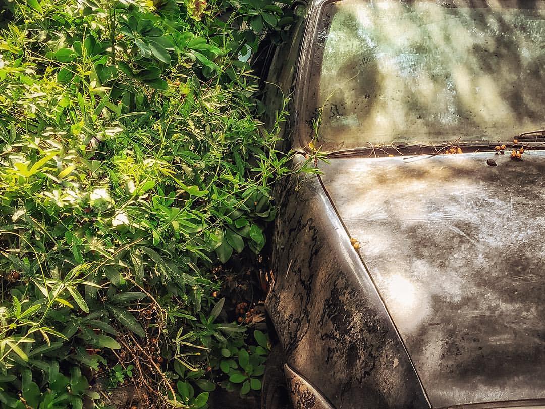 Invasión natural #hdr #car #auto #buenosaires #abandonado #city #hdrphotography #oxido #viejo #old