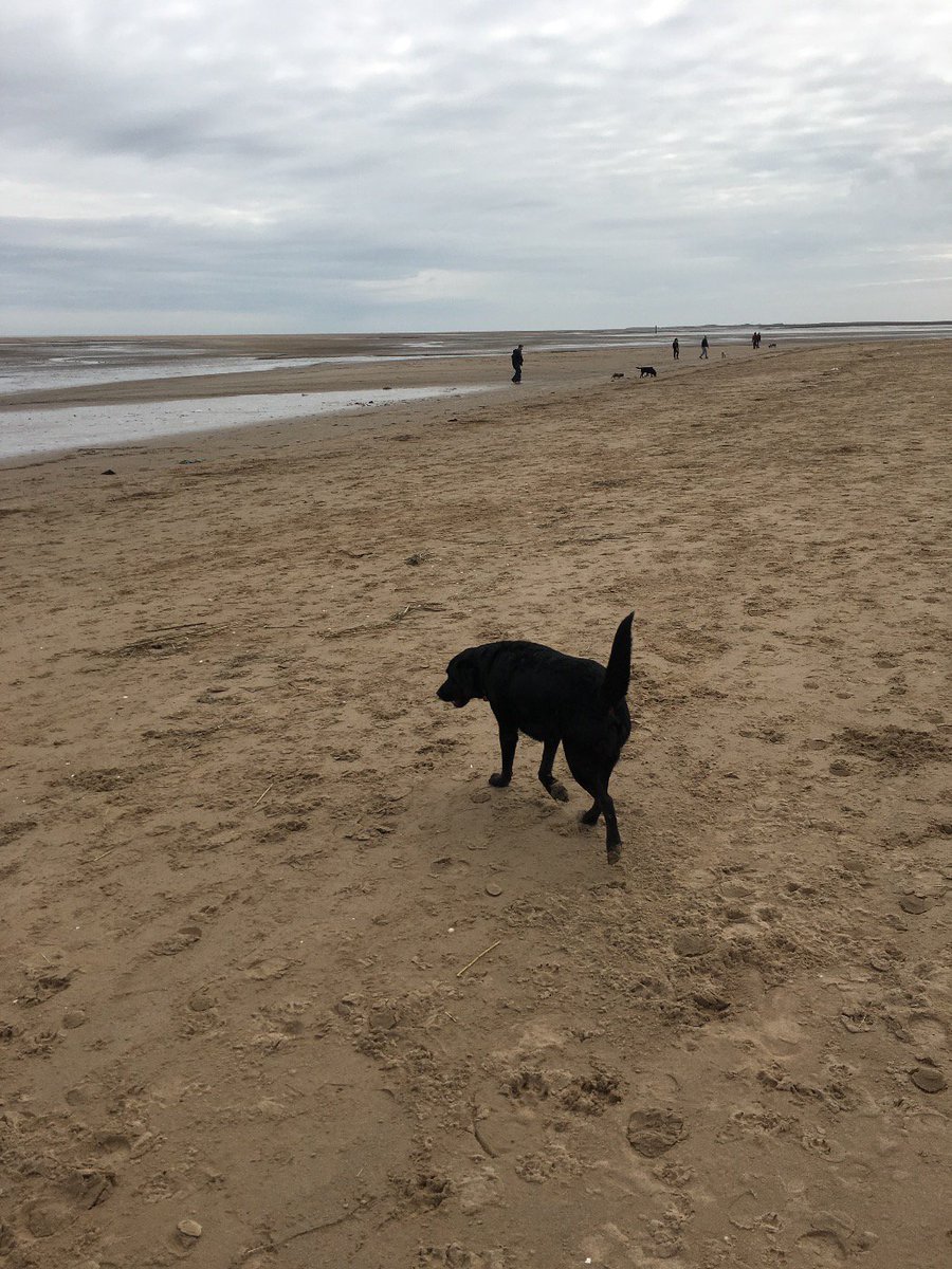emmasadula's tweet photo. @barryritchie48 @LeamGuideDogs Zac's first time on the beach- he's loving it! https://t.co/ia3xS3p9R9