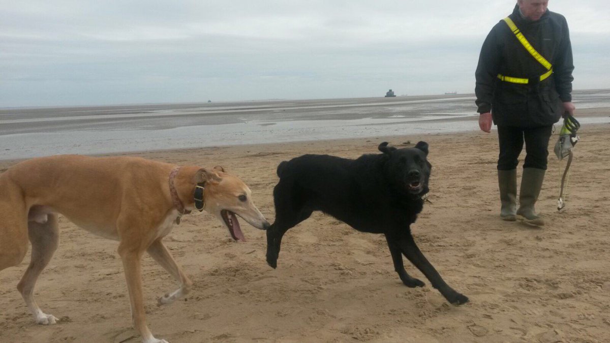 emmasadula's tweet photo. Zac the guide dog beating his best friend Claude -ex racing greyhound in a beach race @barryritchie48 @LeamGuideDogs https://t.co/jxTEFDa7cH