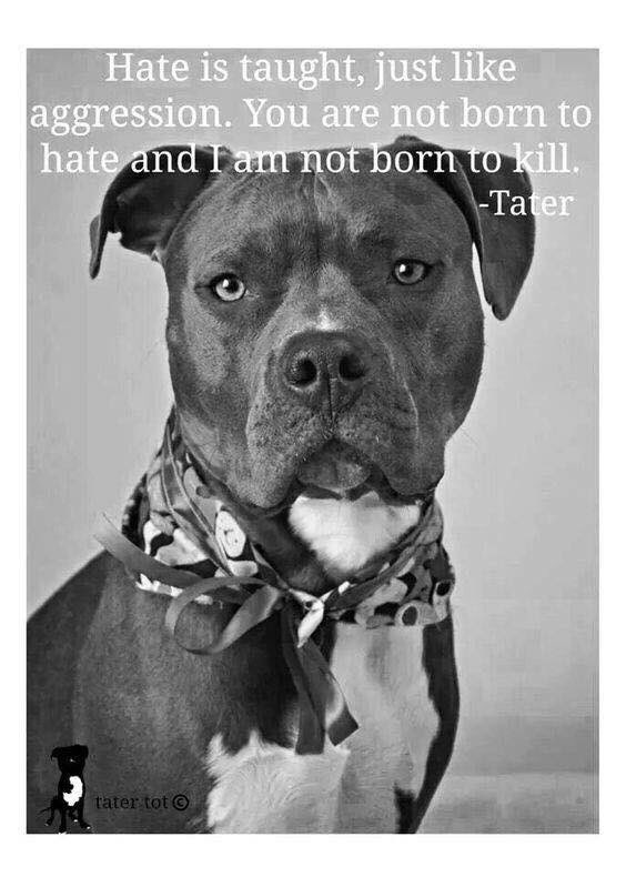 RocketRescues's tweet image. Hurts my heart to see so many #pitbulls on #deathrow 💔 #AdoptDontShop #dogsarelove #TheMoreYouKnow #DontJudgeMe