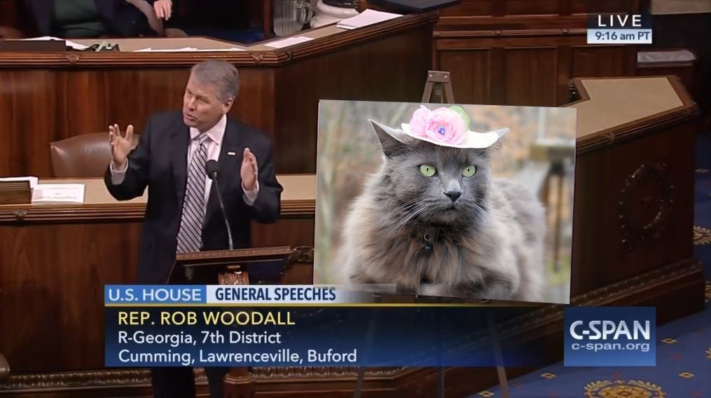 CatFloorChart's tweet photo. This cat is a regular Georgia peach if I ever saw one @RepRobWoodall #CatChart https://t.co/XKjIQMLAFU