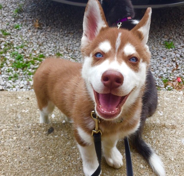 ️ (@puppiesbot) on Twitter photo 