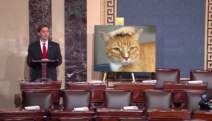 CatFloorChart's tweet photo. American greatness isn’t about one cat’s ego @SenSasse @SenSasse @realDonaldTrump #CatChart https://t.co/ZUdZm9f5Rg