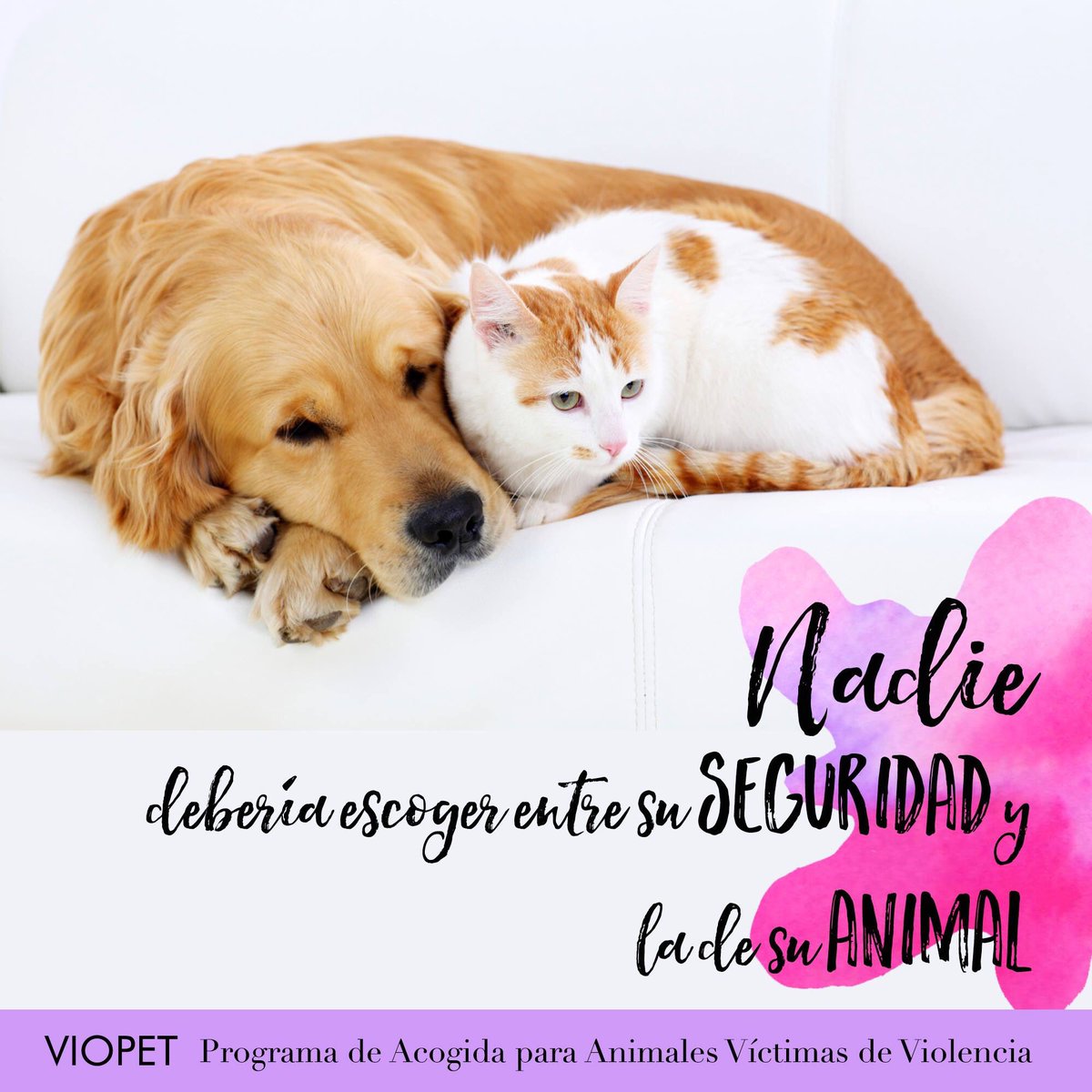 Programa VioPet 🙎🏻‍♀️🐾 tweet media
