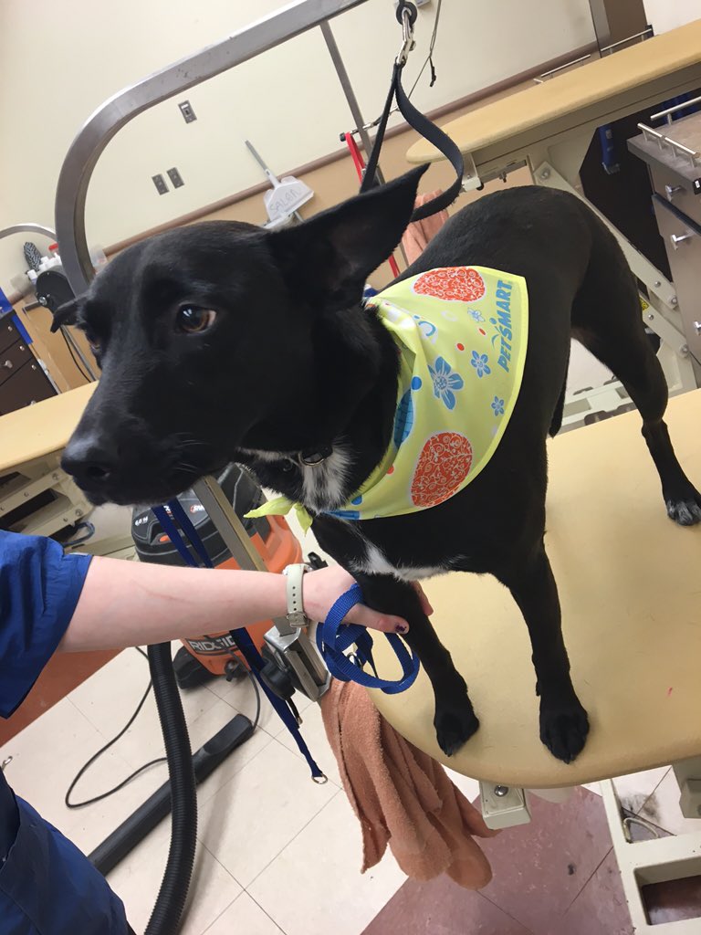 TLB1818's tweet photo. Loki had a spa treatment @1582Petsmart She wanted to smell all pretty when her parents pick her up! @WeLoveYouBJAxo https://t.co/D82jPxsUKj