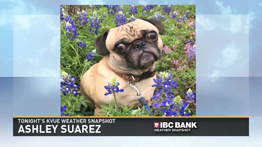 MarkMurrayATX's tweet photo. This little guy will make you smile! It's tonight's @KVUE Weather Snapshot! Alex in the Bluebonnets! https://t.co/st8JD2R7qW