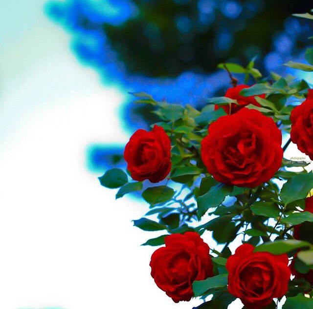 __6cv's tweet photo. #اللهم إنا نسألك
صدق التوكل عليك
وحسن الظن بك
اللهم أرزقنا قلوبًا سليمة
ونفوسًا مطمئنة
نلقاك بها في الدنيا والأخرة. https://t.co/iTafg9VFoN