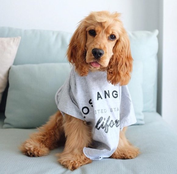 ️ (@puppiesbot) on Twitter photo 