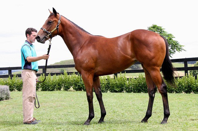 nzracingnews's tweet photo. #PrinceofPenzance full sister #PenthousePrincess to step out at Sandown https://t.co/FMR1StuMIh https://t.co/zp1OWApwUb