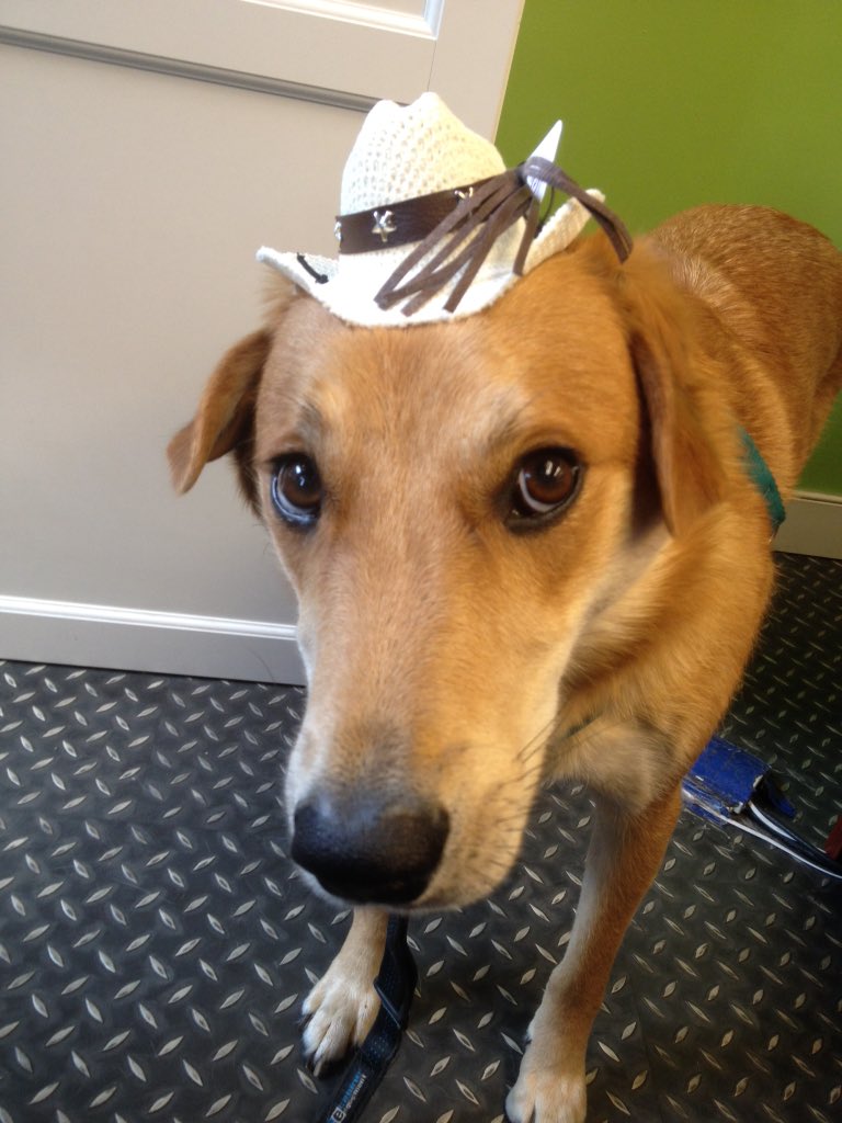 AlisonJMercier's tweet photo. Mojo's game face for the final stretch of the #dogmaeasteregghunt. Those final tasks though... @dogmatraining https://t.co/omNPJtj153