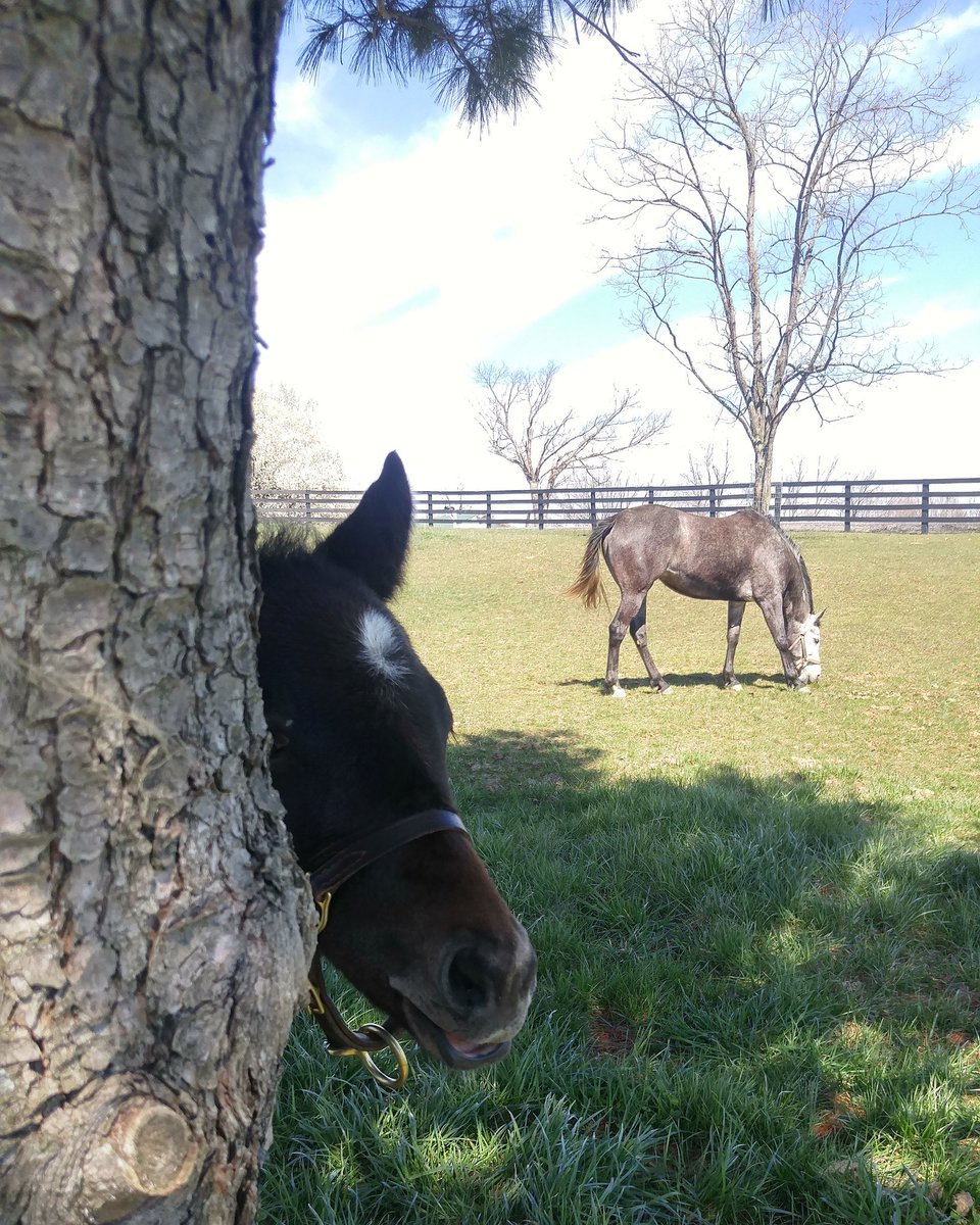 anvilandlace's tweet photo. @SVFstallions This Yankee Cruiser colt says Peek-A-Boo! #ohiobred #Pacer #Luvharness #harnessracing #foalsof2016 💜 🐴 https://t.co/9buVrBpobP