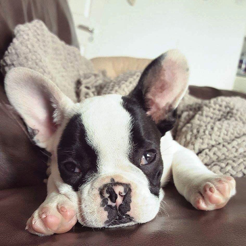LennyDeFrenchie's tweet photo. #throwback 11 weeks old! #puppy #LoveTwitter #dogsoftwitter #dogs #pets #frenchbulldog #ireland #puppyday #lovedogs https://t.co/BU78NJv0bC