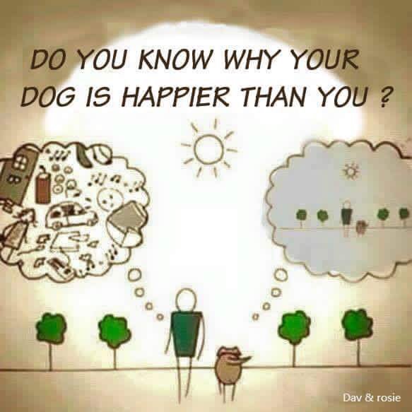 Coffee_Daze's tweet photo. They say a picture speaks a thousand words.
#HowTrue #BeMoreDog https://t.co/Gpnmk1nOX0