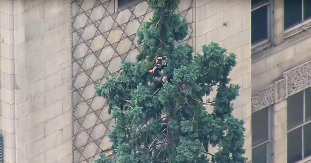NYDailyNews's tweet photo. A #ManInTree in downtown Seattle is throwing apples at medics and wants a pack of smokes https://t.co/7qapTjUUkp https://t.co/9i2O9xLxzR