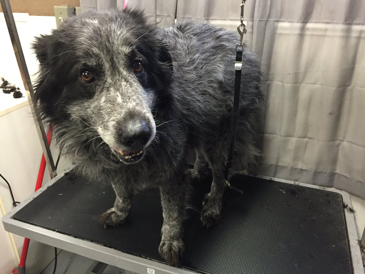 fluffurpup's tweet photo. Shaved this old gal https://t.co/EacNiHg8Ym