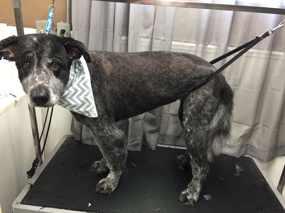 fluffurpup's tweet photo. Shaved this old gal https://t.co/EacNiHg8Ym