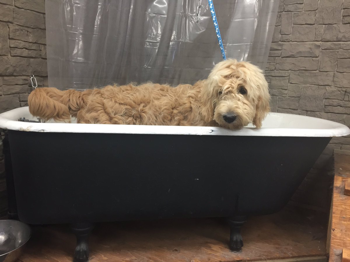 fluffurpup's tweet photo. Rub dub relaxin in the tub @fluffurpup https://t.co/eHpSgH2Z9N