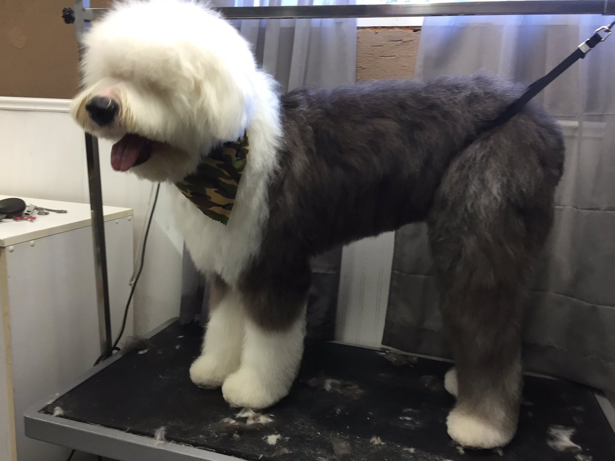 fluffurpup's tweet photo. Old English Sheepdog pup 💋❤️🐾😍 @fluffurpup https://t.co/s5Iim1tGVC