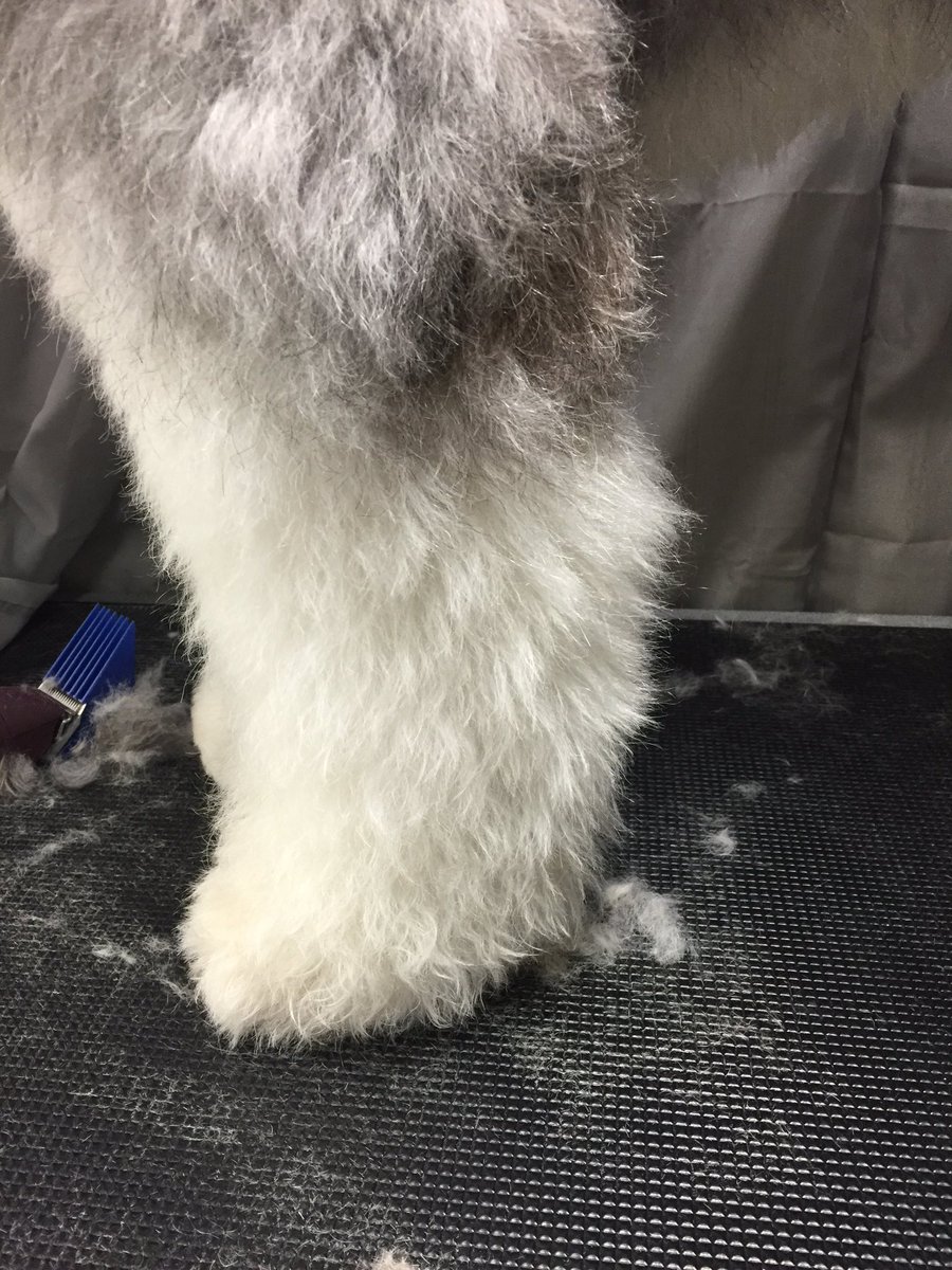 fluffurpup's tweet photo. Have hobbit feet over the winter?!?get them cleaned up @fluffurpup https://t.co/863XRMt0gh