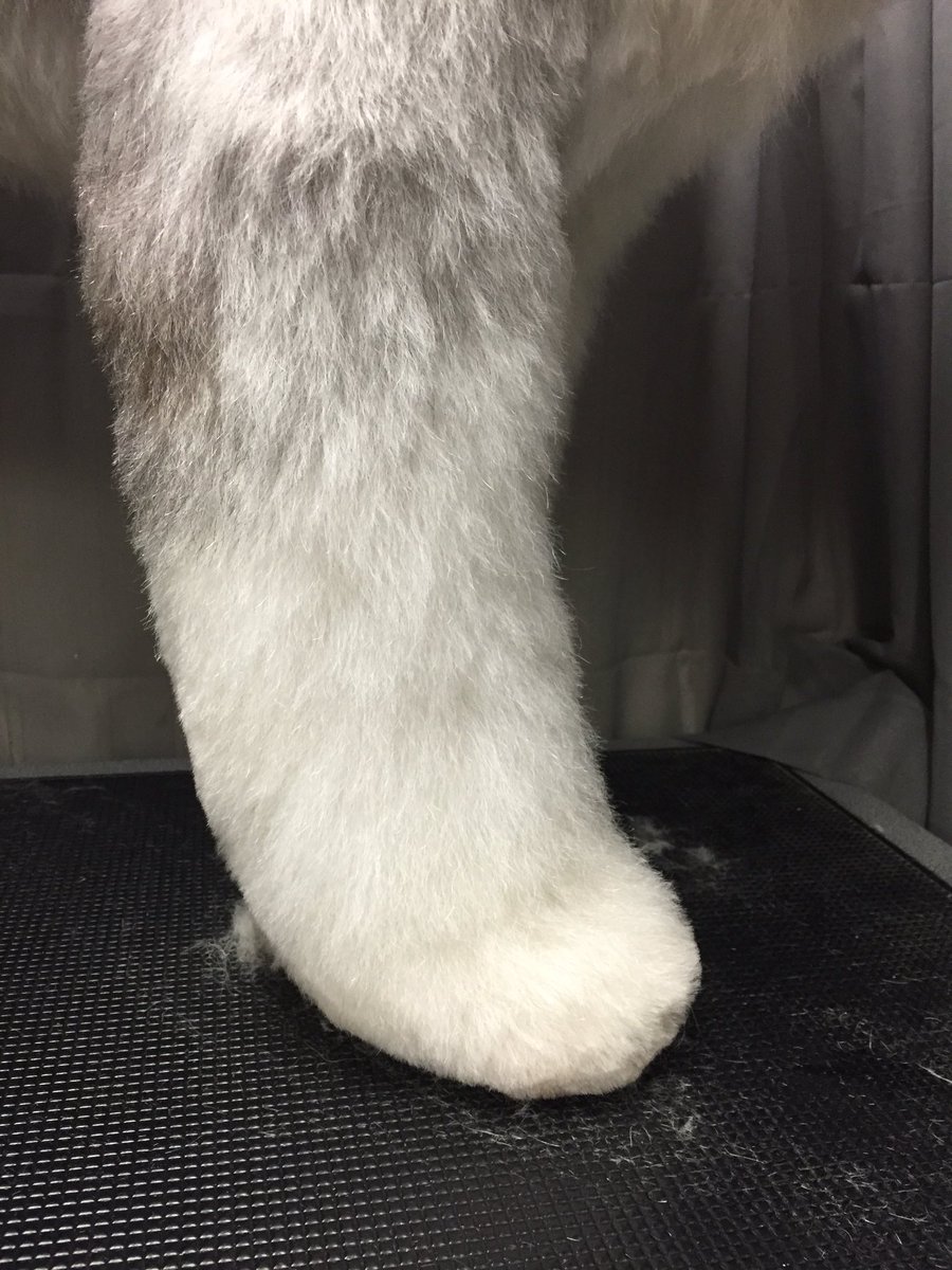 fluffurpup's tweet photo. Have hobbit feet over the winter?!?get them cleaned up @fluffurpup https://t.co/863XRMt0gh