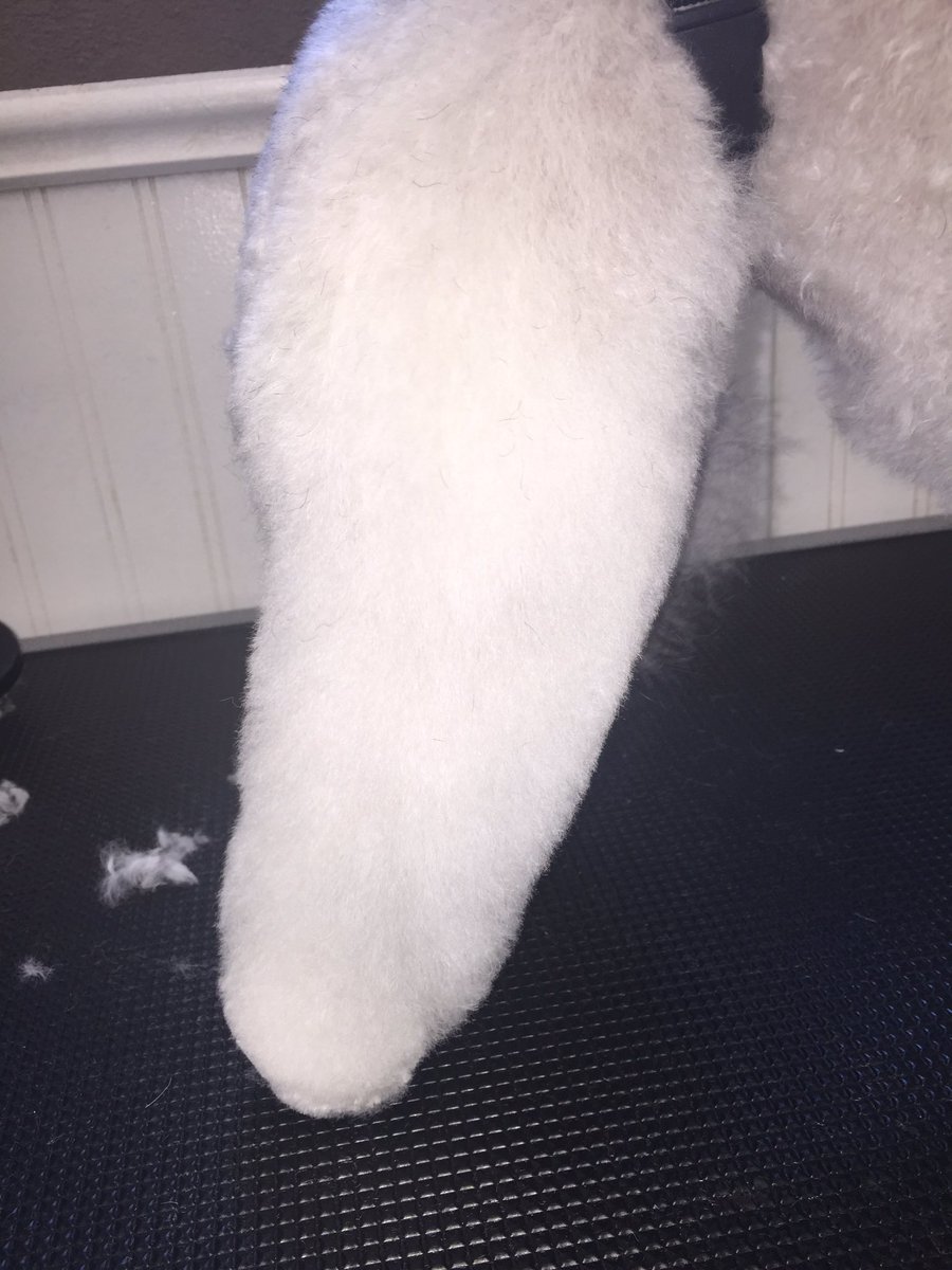 fluffurpup's tweet photo. Get those legs looking sexy again for spring! @fluffurpup https://t.co/9jm3rVO6Vo