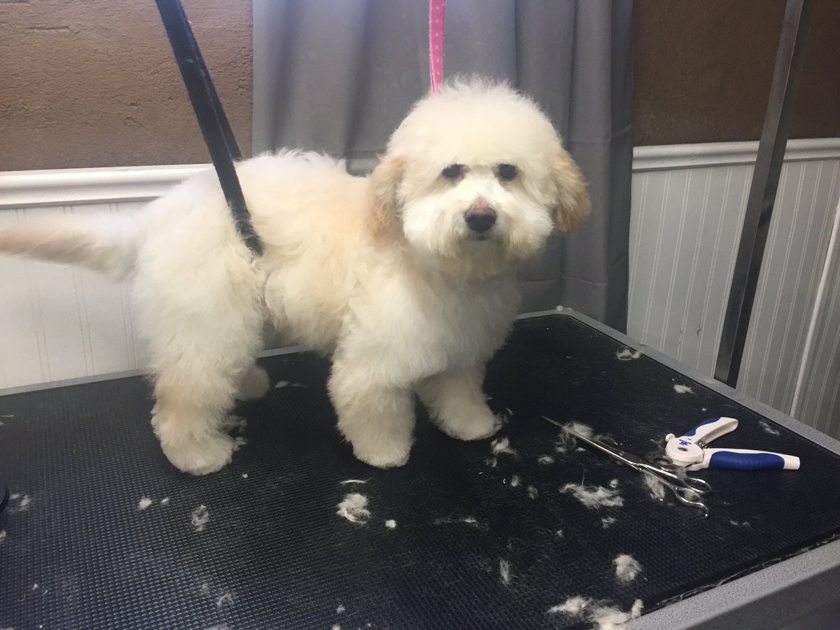 fluffurpup's tweet photo. Puppies puppies puppies!!!! #puppies #Waterloo #waterloodogs https://t.co/934lnurwu2