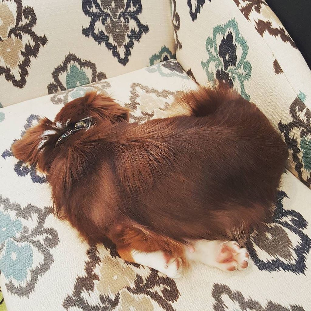 gibya_adventure's tweet photo. Could that be comfortable?? Strange little pooch. #awkwardanimals #sleepingpuppy #gibya_adventure #doglife https://t.co/MIys3prI6e