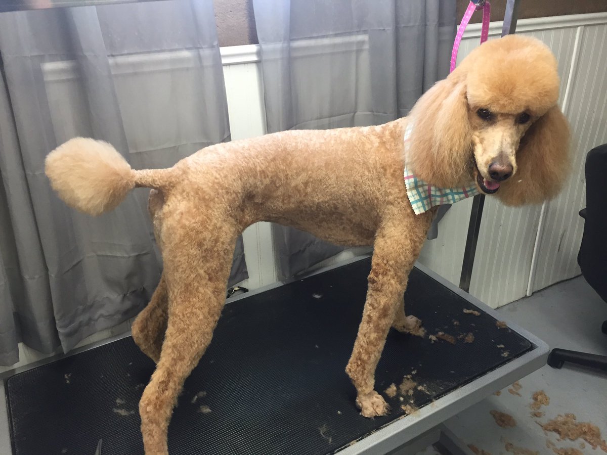 fluffurpup's tweet photo. All shapes and sizes welcome @fluffurpup #waterlooontario #waterloo https://t.co/f0yuF2vuCu
