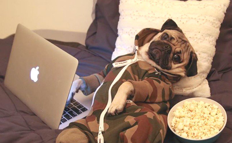 BarkPost's tweet photo. 10 Signs You’re Being Cyber Bullied By A Pug https://t.co/s6uaxIOCMZ https://t.co/ERwvrCRQKT
