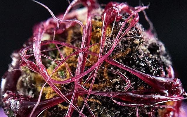 HIGH_TIMES_Mag's tweet photo. Cannabis &amp; Anthocyanins: A Closer Look at the Color Purple in Cannabis
https://t.co/cDMD63vATE https://t.co/0byonycecH