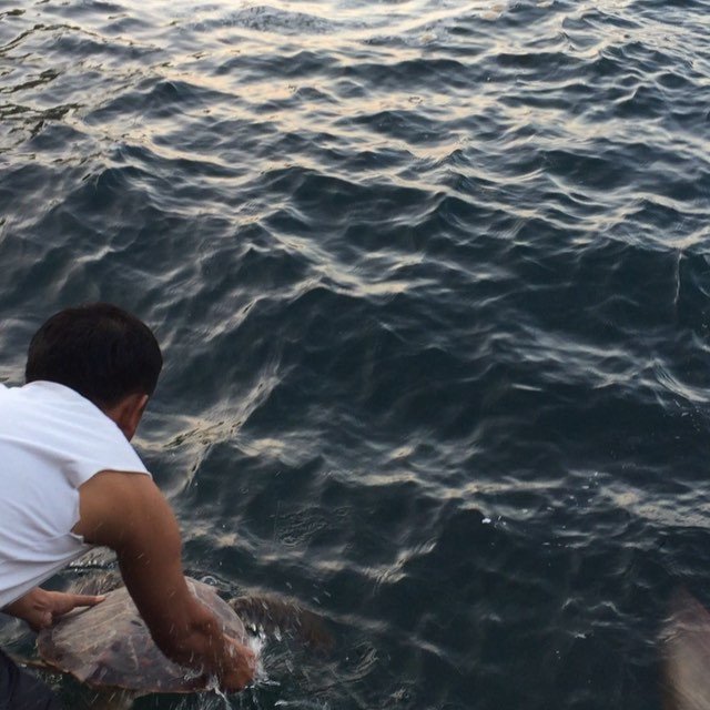 SeaLifeProject's tweet photo. Save the turtles 🐢💚 #savetheturtles🐢 #savetheturtles #savetheocean #fangshen #manado#bunak… https://t.co/7O5QuQgpah https://t.co/B12wbCXSIQ