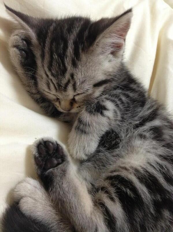 SoCuteKittens's tweet image. Nap time '