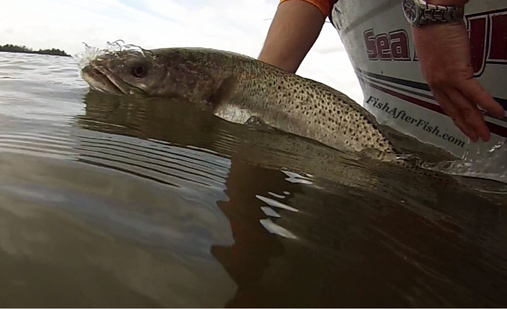 TCoastTackle's tweet photo. Sending the big #trout back to get bigger!
#fishing #catchandrelease #seatrout #respectthefish #fun #fishafterfish https://t.co/woKYIvkw69