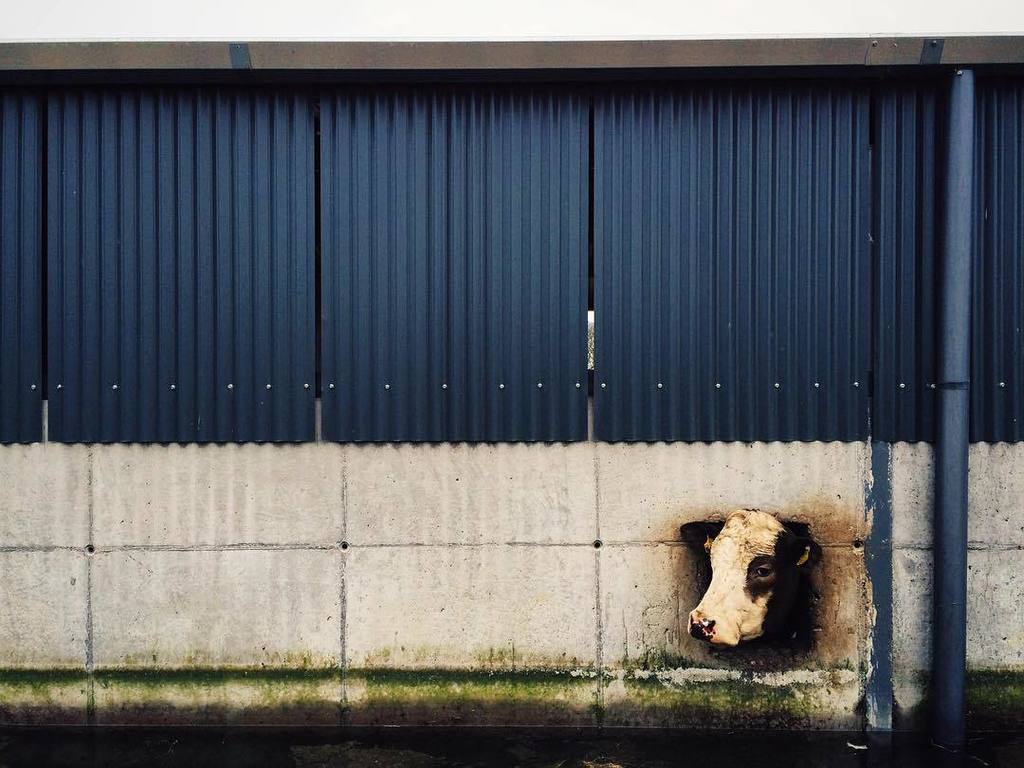 Jack_Caffrey's tweet photo. #🐮 Moate, Co. Westmeath.
#VSCO
#VSCOcam
#MPNselects
#OutofThePhone https://t.co/8NekQrfSfc https://t.co/BYqzcfv21p