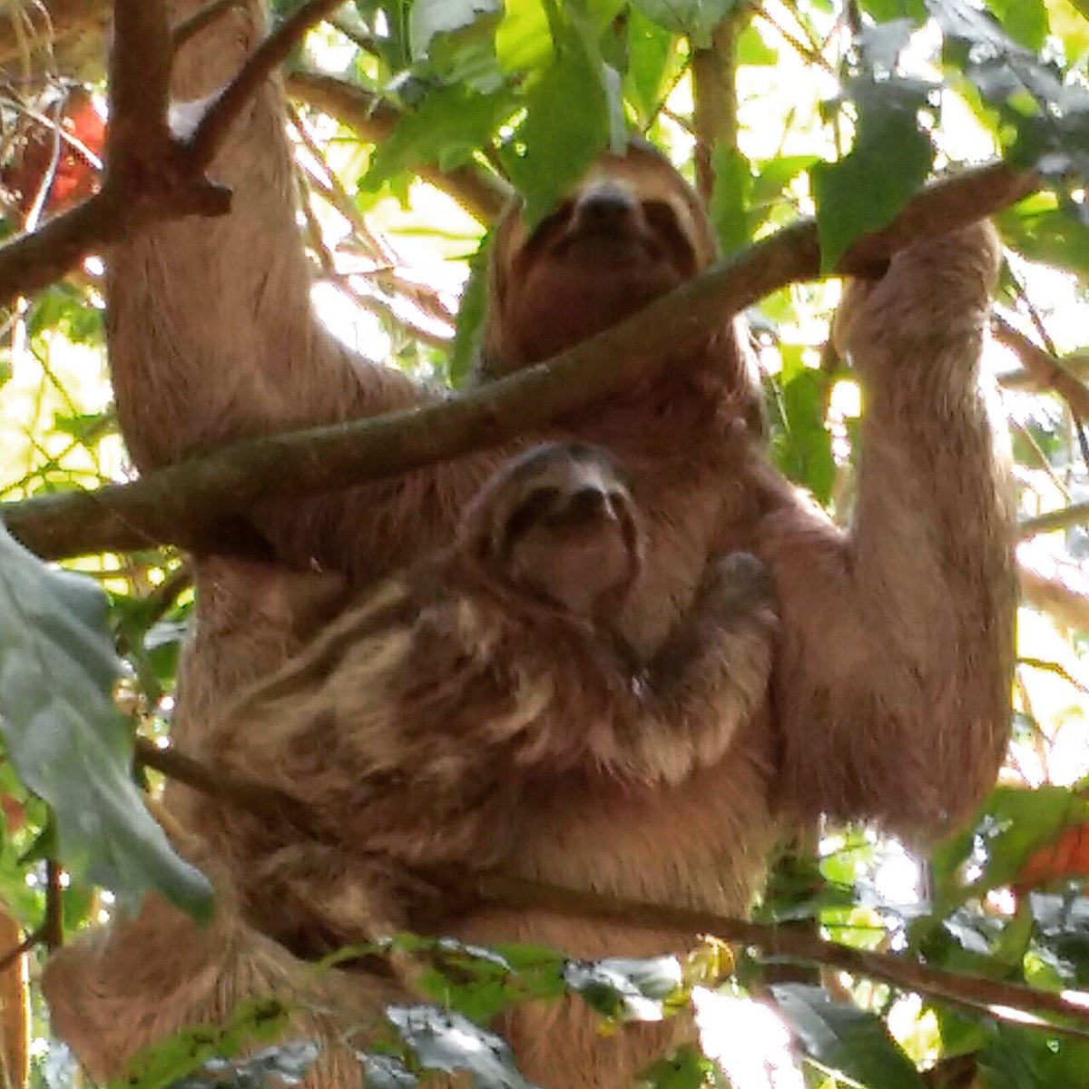 CostaRicaFun's tweet photo. Check out mama and baby #sloth hanging out! Thanks to our clients who are currently visiting for the pic! #slothlove https://t.co/UMQpXlj3Ak