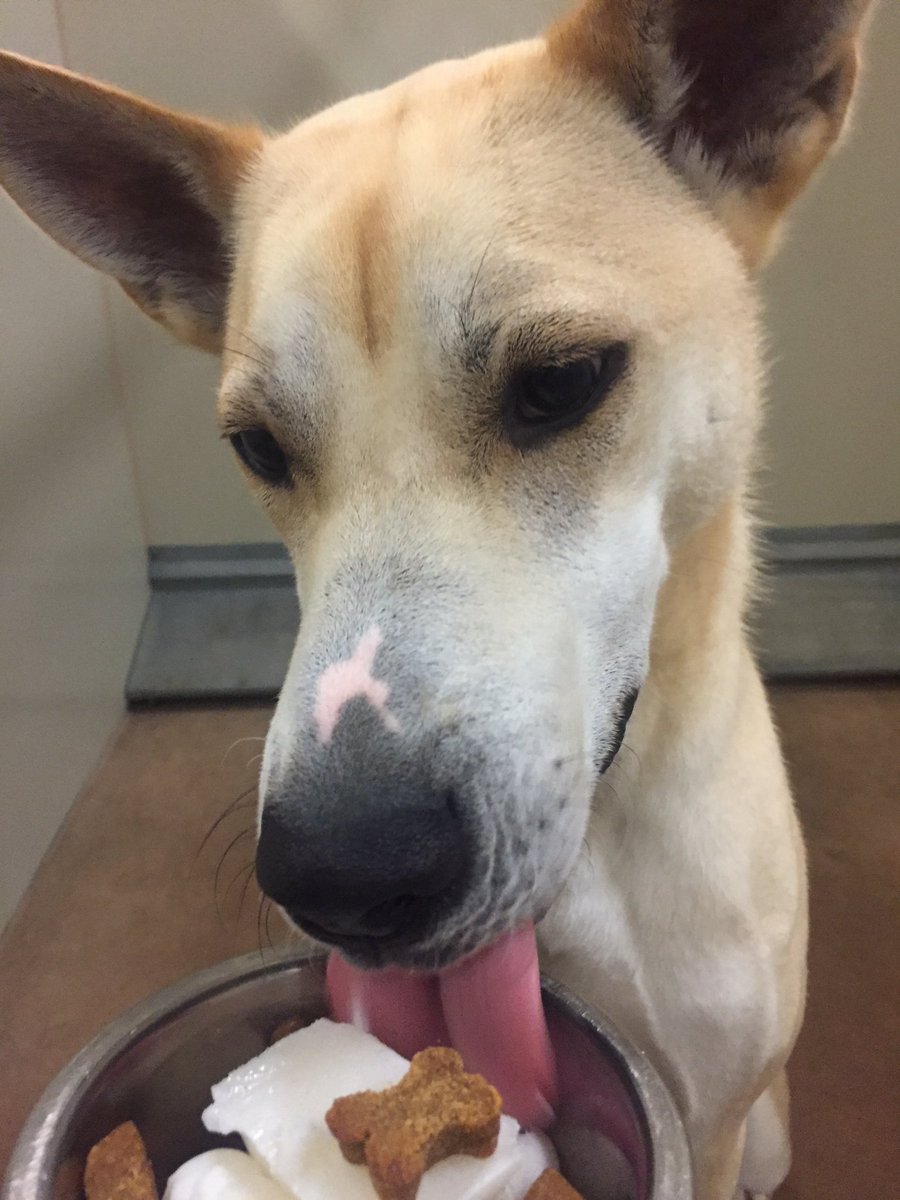 1582Petsmart's tweet photo. Sandy loved #TreatTimeTuesday it's her favorite day of the week!!🐾❤️🍦@robsmithbluejay https://t.co/Gi2zZONi7N