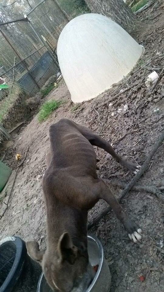 2HandsSave4Paws's tweet photo. Abandoned,emaciated #pitbull needs medical attention.We welcome, "Hope" donate directly to our vet 1-706-597-9200 https://t.co/ZEaCBxzCxF