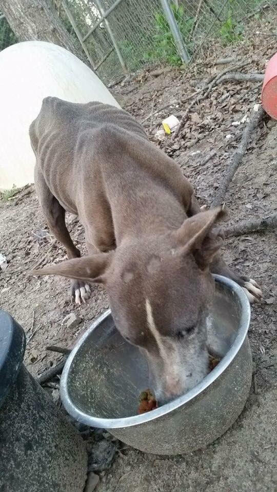 2HandsSave4Paws's tweet photo. Abandoned,emaciated #pitbull needs medical attention.We welcome, "Hope" donate directly to our vet 1-706-597-9200 https://t.co/ZEaCBxzCxF
