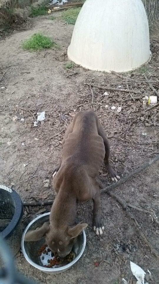 2HandsSave4Paws's tweet photo. Abandoned,emaciated #pitbull needs medical attention.We welcome, "Hope" donate directly to our vet 1-706-597-9200 https://t.co/ZEaCBxzCxF