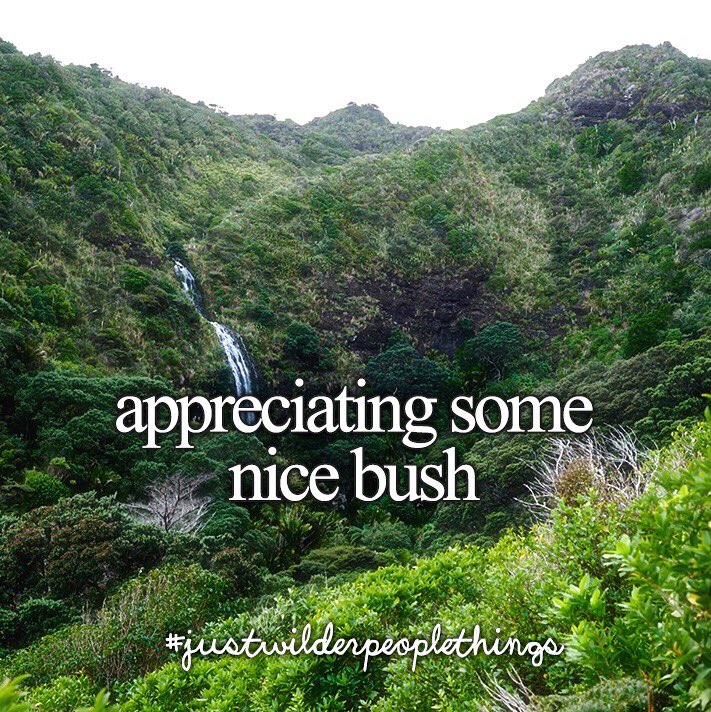 wilderpeople's tweet photo. Who else loves nice NZ bush? #justwilderpeoplethings https://t.co/Sl6UWbXIkd