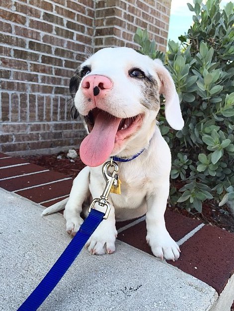 ️ (@puppiesbot) on Twitter photo 