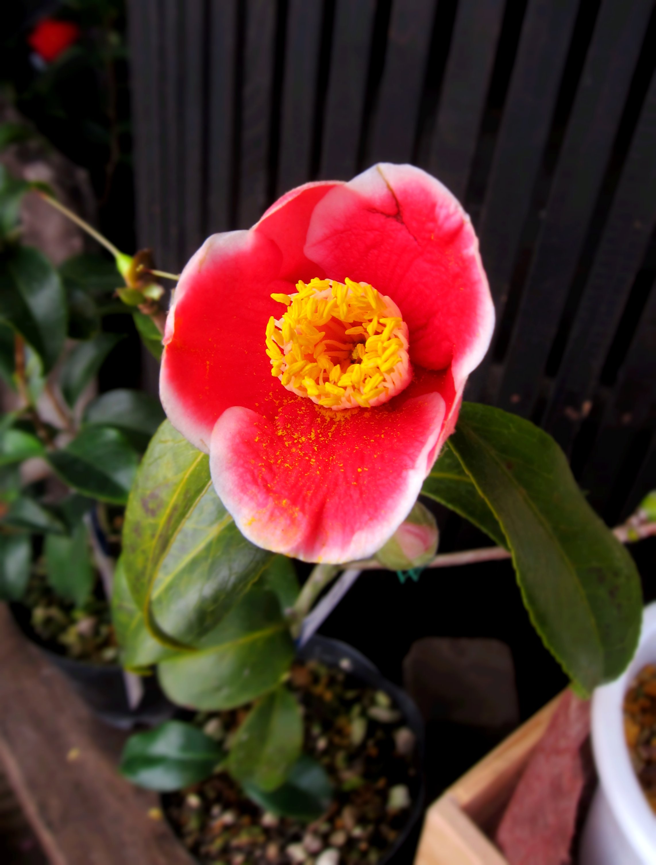 野の花 司 茶房 野の花 おそらく今期最後の椿の苗です 縁が白い 玉の浦 真ん中が唐子咲きの 朴伴 3月になると赤い椿が多くなる気がします 椿 苗 花 朴伴 玉の浦 T Co Mqynef4wdp Twitter