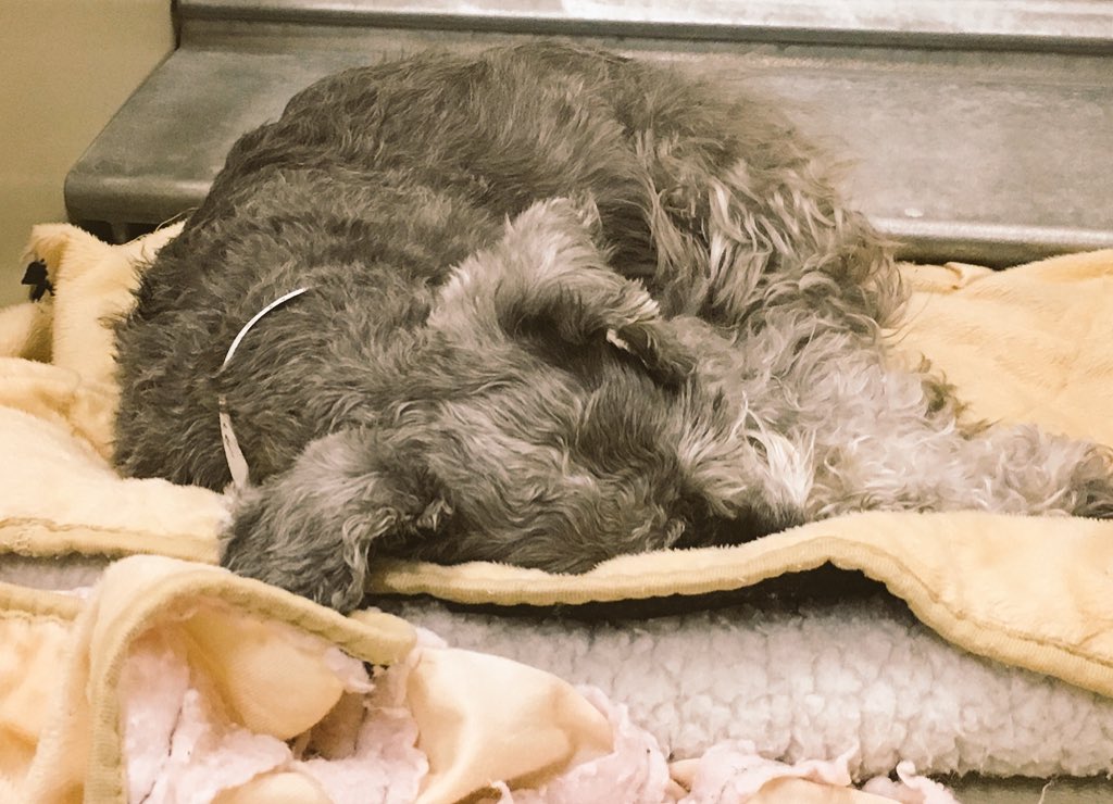 TLB1818's tweet photo. Sweet dreams sweet hearts ❤ 💤😴Tomorrow will be another fun filled adventure!  @1582Petsmart @robsmithbluejay 😘 https://t.co/s2Fpd0YXv0