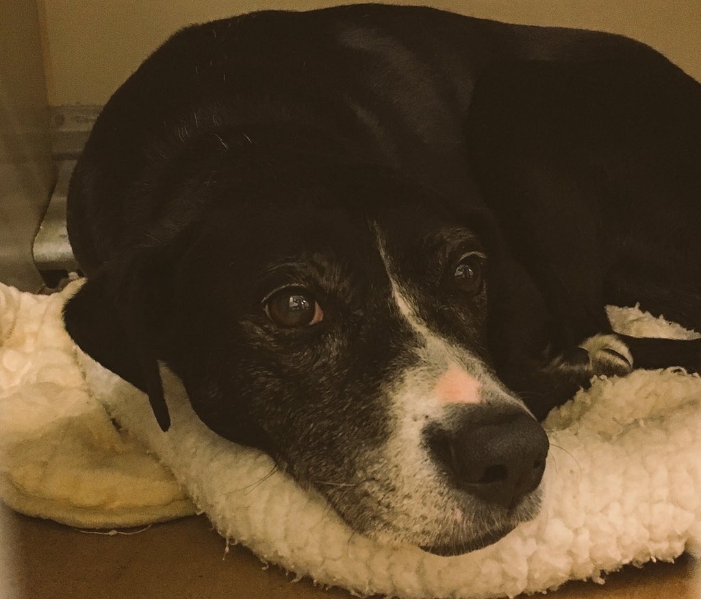 TLB1818's tweet photo. Sweet dreams sweet hearts ❤ 💤😴Tomorrow will be another fun filled adventure!  @1582Petsmart @robsmithbluejay 😘 https://t.co/s2Fpd0YXv0