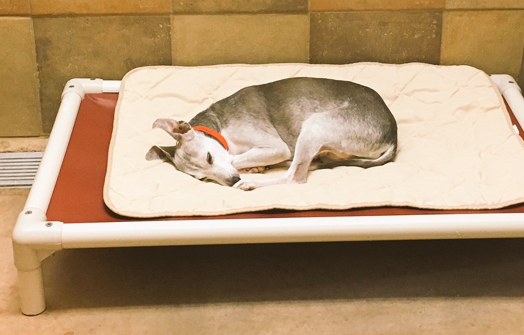 TLB1818's tweet photo. Sweet dreams sweet hearts ❤ 💤😴Tomorrow will be another fun filled adventure!  @1582Petsmart @robsmithbluejay 😘 https://t.co/s2Fpd0YXv0