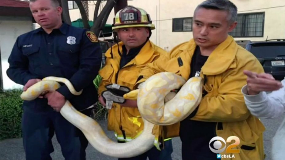 THR's tweet photo. Man Arrested for Throwing Giant Snake into L.A. Sushi Restaurant https://t.co/a8h3xzjAa2 https://t.co/zAXW3UPuO5